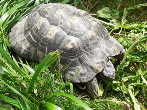 Breitrand Schildkröte (tm) Jahrgang 2001 männlich