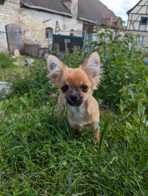 Chihuahua Dexter sucht seine Familie