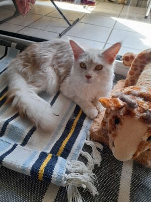 Maine coon kitten