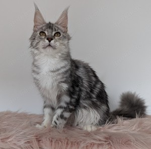 Maine coon wunderschönen Mädchen 