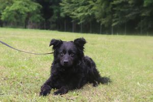 Bobby kroatischer Schäferhund Mischlingsrüde  sucht Zuhause oder Pflegestelle