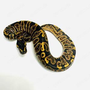 0.1 ghi leopard het pied NZ 04-24