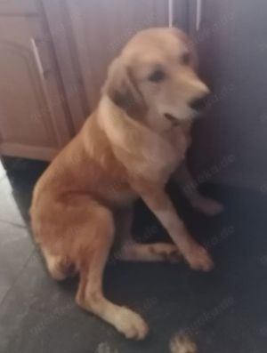 Idis, geb. ca. 12 2023, lebt in GRIECHENLAND, auf einer privaten Pflegestelle Bild 9