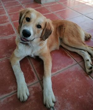 Idis, geb. ca. 12 2023, lebt in GRIECHENLAND, auf einer privaten Pflegestelle Bild 2