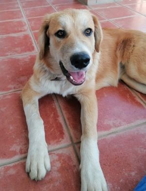 Idis, geb. ca. 12 2023, lebt in GRIECHENLAND, auf einer privaten Pflegestelle Bild 6