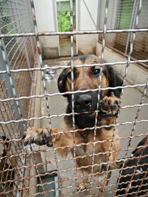 Mila Schäferhund Mischlingshündin Mischling Hündin sucht Zuhause oder Pflegestelle