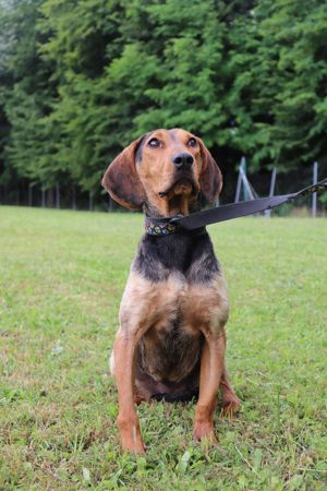 Delilah mittelgroße Bracken Mischlingshündin Mischling Hündin sucht Zuhause oder Pflegestelle