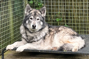 Wolfshund Rüde Wolfhund