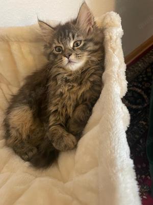 Maine -Coon -Kitten zuckersüss!