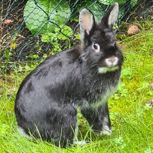 Tschernuschko, 8 Monate - Zwergkaninchen - Tierhilfe Franken e.V.