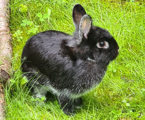 Tschernuschko, 11 Monate - Zwergkaninchen - Tierhilfe Franken e.V.