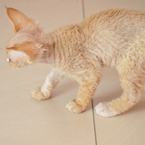 devon rex Kitten mit Stammbaum (sofort abholbereit)