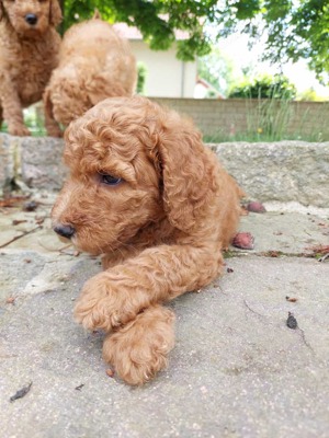 Noch 2 Grosspudel Welpen ( 1 Junge und 1 Mädchen )