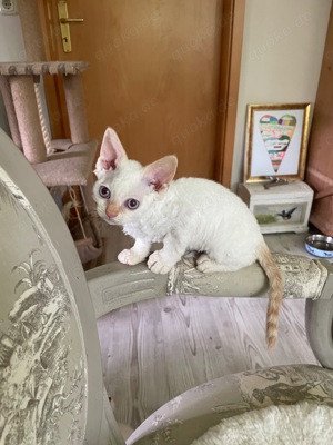 Devon Rex Redpoint Kitten