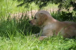 Golden Retriever Welpen mit Papieren - Wurfankündigung