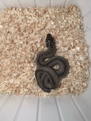 1.2 Superarctic Superconda - Hakennasennatter - Western Hognose Snake - Heterodon nasicus