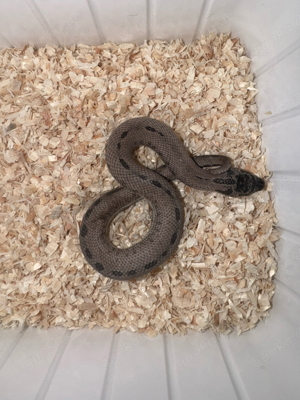 1.2 Superarctic Conda - Hakennasennatter - Western Hognose Snake - Heterodon nasicus