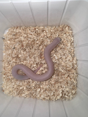 1.3 Lucy - Hakennasennatter - Western Hognose Snake - Heterodon nasicus