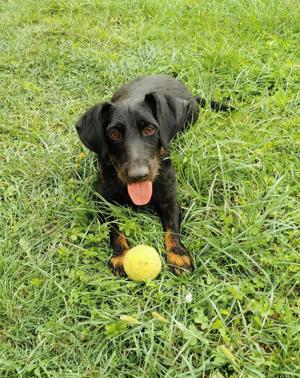 Kefir, PS in Ungarn, vll Dackel Schnauzer Mix, klein, Rüde, leinenführig