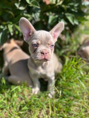 Gesunde Welpen mit lange Nase Französische Bulldogge Rüde Welpen Isabella Tan Red Blue Fawn 