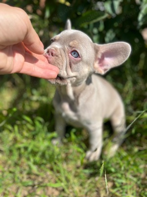 Französische Bulldoggen Welpen Isabella Red Blue Fluffy New Shade Tan Fawn 