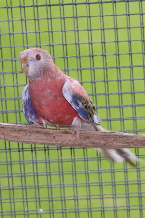 Verkaufe falbe opaline Bourkesittich Hahn von 2022 aus Blaureihe