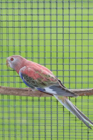 Verkaufe falbe opaline Bourkesittich Hahn von 2022 aus Blaureihe