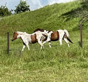 Welsh-B Pony Endmass 137cm