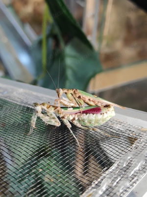 Asiatische Blütenmantis  Creobroter gemmatus Mantiden Gottesanbeterin 