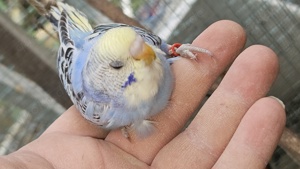 Wellensittich Regenbogen    schönste weltweit  Bild 2