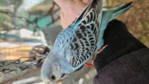 Wellensittich Regenbogen    schönste weltweit  Bild 5