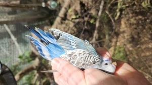 Wellensittich Regenbogen    schönste weltweit  Bild 3