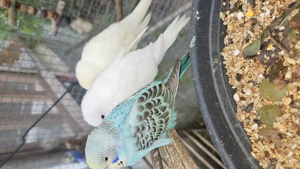 Wellensittich Regenbogen    schönste weltweit  Bild 6