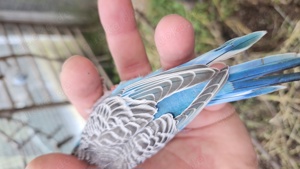 Wellensittich Regenbogen    schönste weltweit  Bild 4