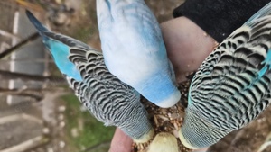 Wellensittich Regenbogen    schönste weltweit  Bild 8