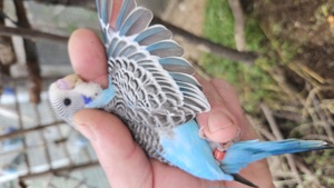 Wellensittich Regenbogen    schönste weltweit  Bild 9