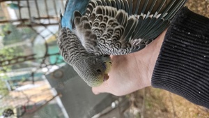 Wellensittich Regenbogen    schönste weltweit  Bild 7