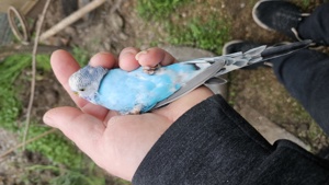 Wellensittich Regenbogen    schönste weltweit  Bild 10