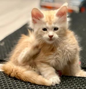 Reinrassige Maine Coon Kitten mit Stammbaum