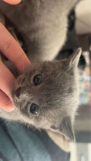 2 russisch blau kitten zu verkaufen 