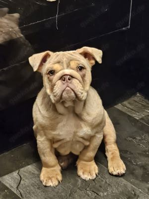 Reine englische bulldogge sucht liebevolles Zuhause   