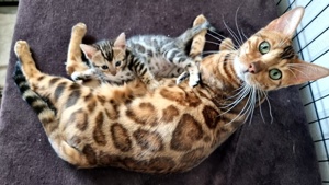 Reinrassige Bengal Kitten mit Stammbaum