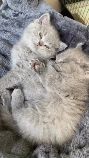 BKH BLH Britischkurzhaar Kitten