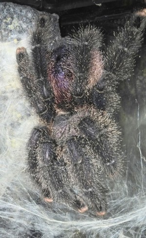 1,2 Avicularia spec. Peru purple ( A. juruensis M2), vogelspinne