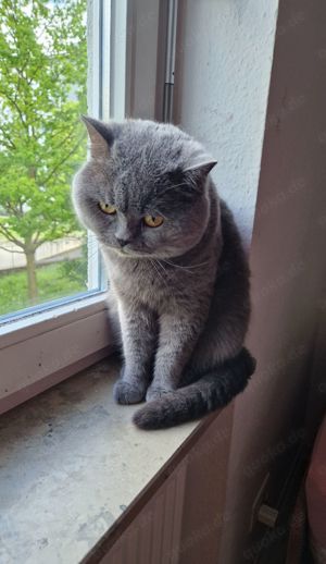 Reinrassiger BKH Deckkater!