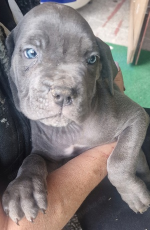 Cane Corso Blueline Welpen 