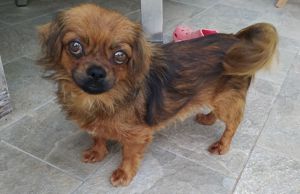 Pekinese Hündin 1J 20cm 5kg  Ausreise nach Adoption 