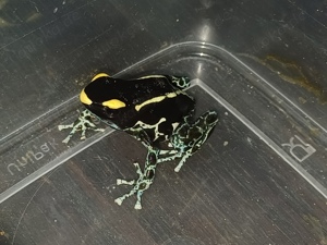 0.0.3 Dendrobates tinctorius 'Graubeiner"