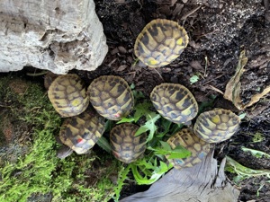 Griechische Landschildkröten NZ 2025 Bild 5