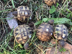 Griechische Landschildkröten NZ 2025 Bild 6